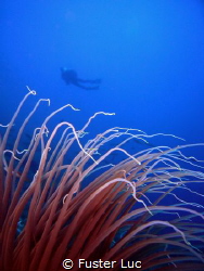 Tentacules of a cerianthus anemonia, 55 meters depth with... by Fuster Luc 